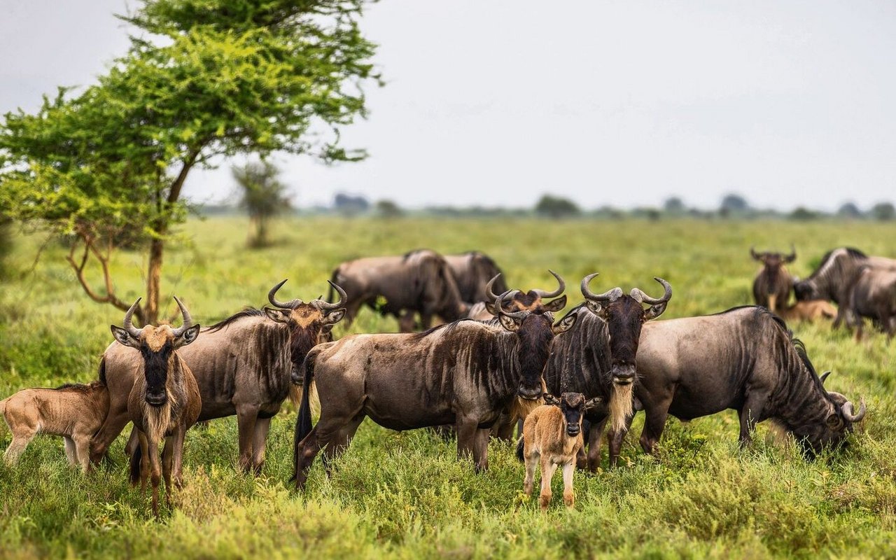 Gnus ziehen in grossen Herden und werfen fast gleichzeitig ihre Kälber, um Risiken zu minimieren.