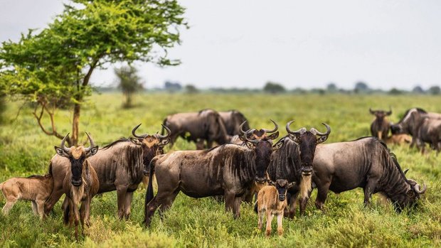 Gnus ziehen in grossen Herden und werfen fast gleichzeitig ihre Kälber, um Risiken zu minimieren.