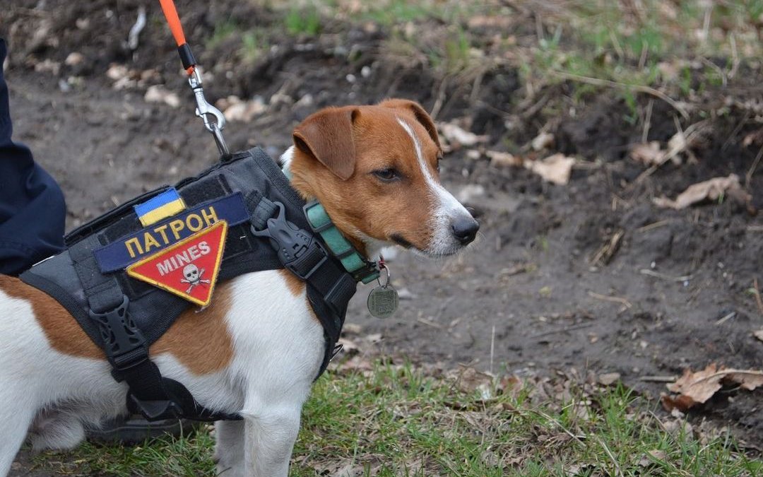 Patron im Einsatz. 