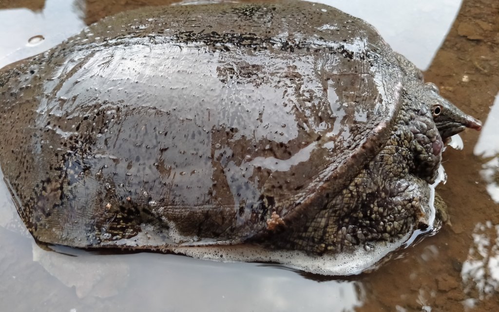 Diese stark aquatisch lebenden Schildkröten sind in allen Süsswasserlebensräumen zu finden.