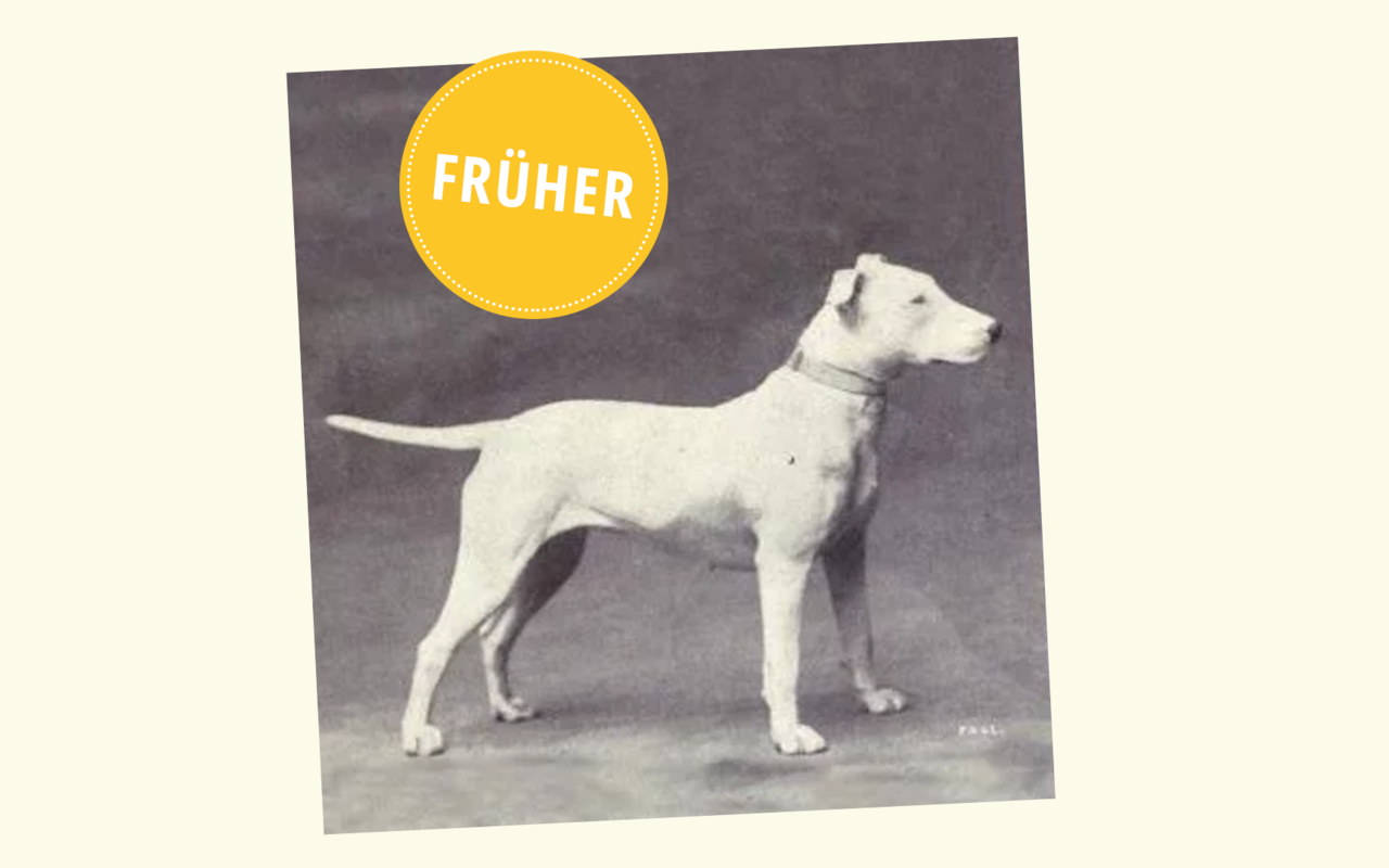 Kaum wieder zu erkennen: Vor 100 Jahren hiess es in «Dogs of all Nations», der Bullterrier sei der «Inbegriff von Geschicklichkeit, Anmut, Eleganz und Entschlossenheit», der «Gladiator» unter den Hunden.