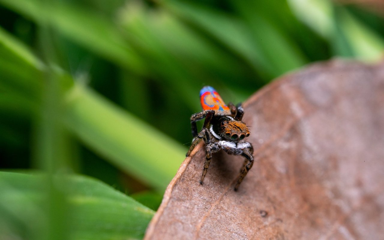Die meisten Pfauenspinnen leben am Boden und kommen auf Laub oder trockenen Zweigen vor.
