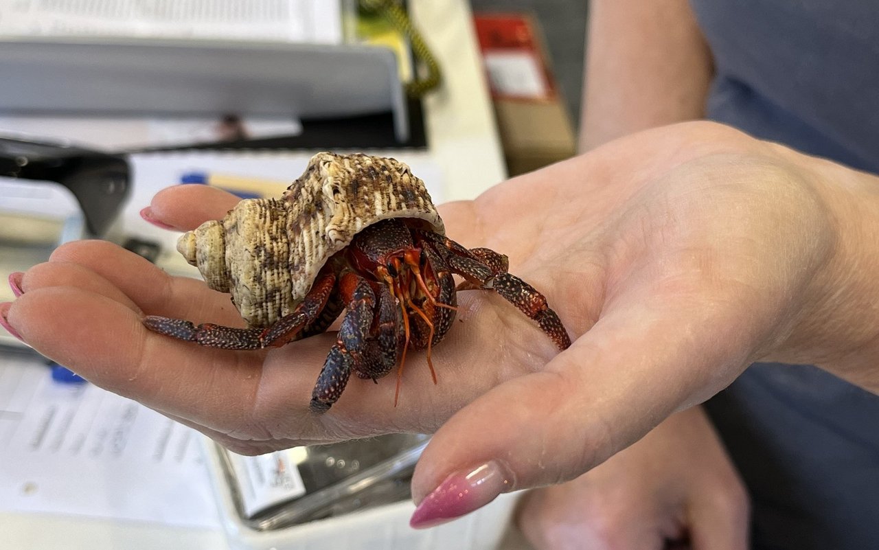 Im Zoo Roco werden Nager, Ziervögel und Zierfische verkauft. Selbst Einsiedlerkrebse sind hier zu finden.