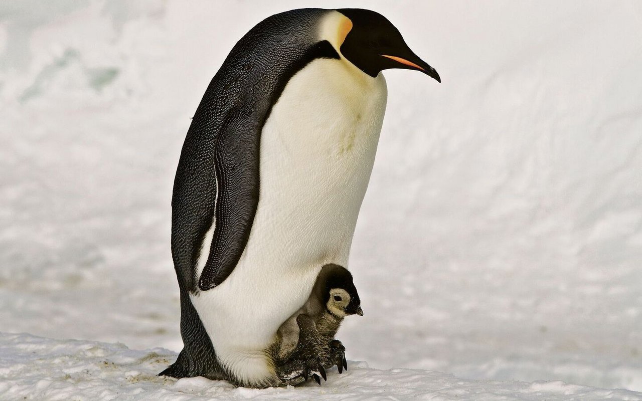 Kaiserpinguin