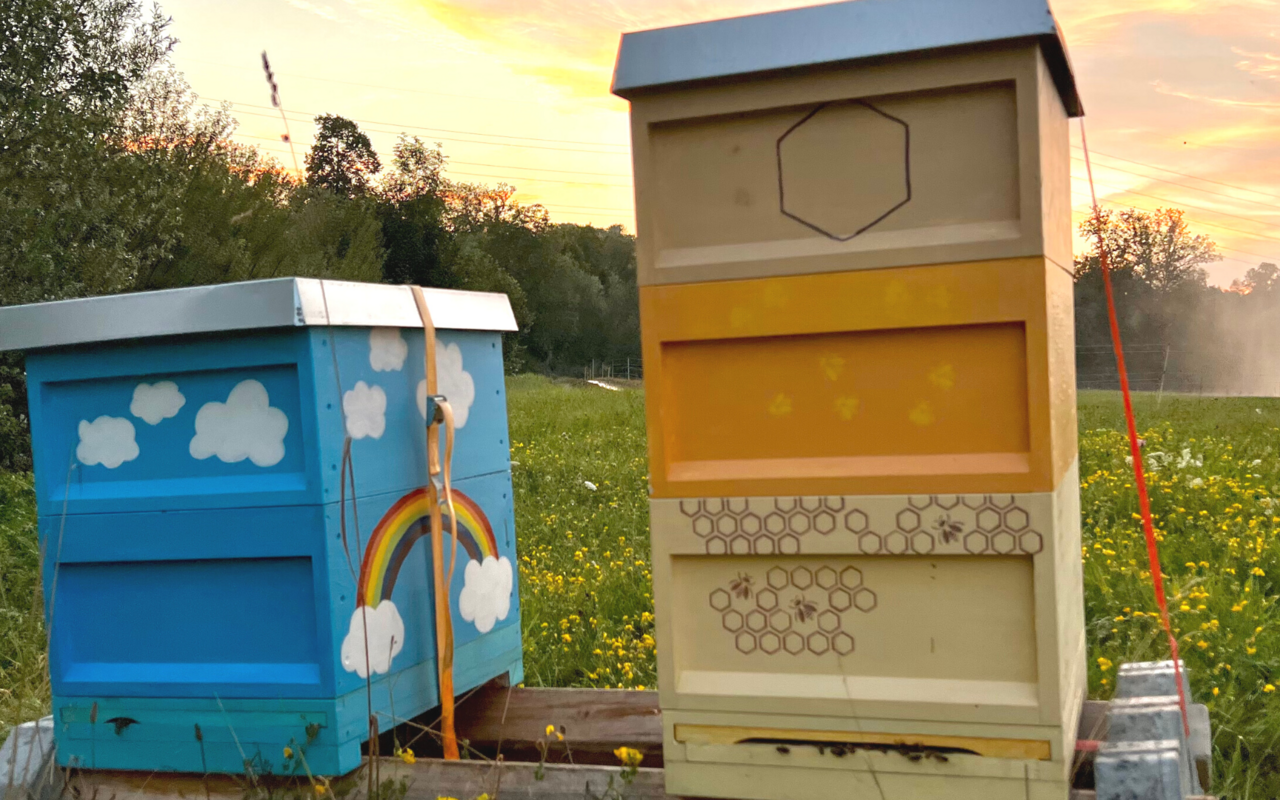 Ohne Grundwissen Bienenkästen aufzustellen, wird nicht empfohlen. 