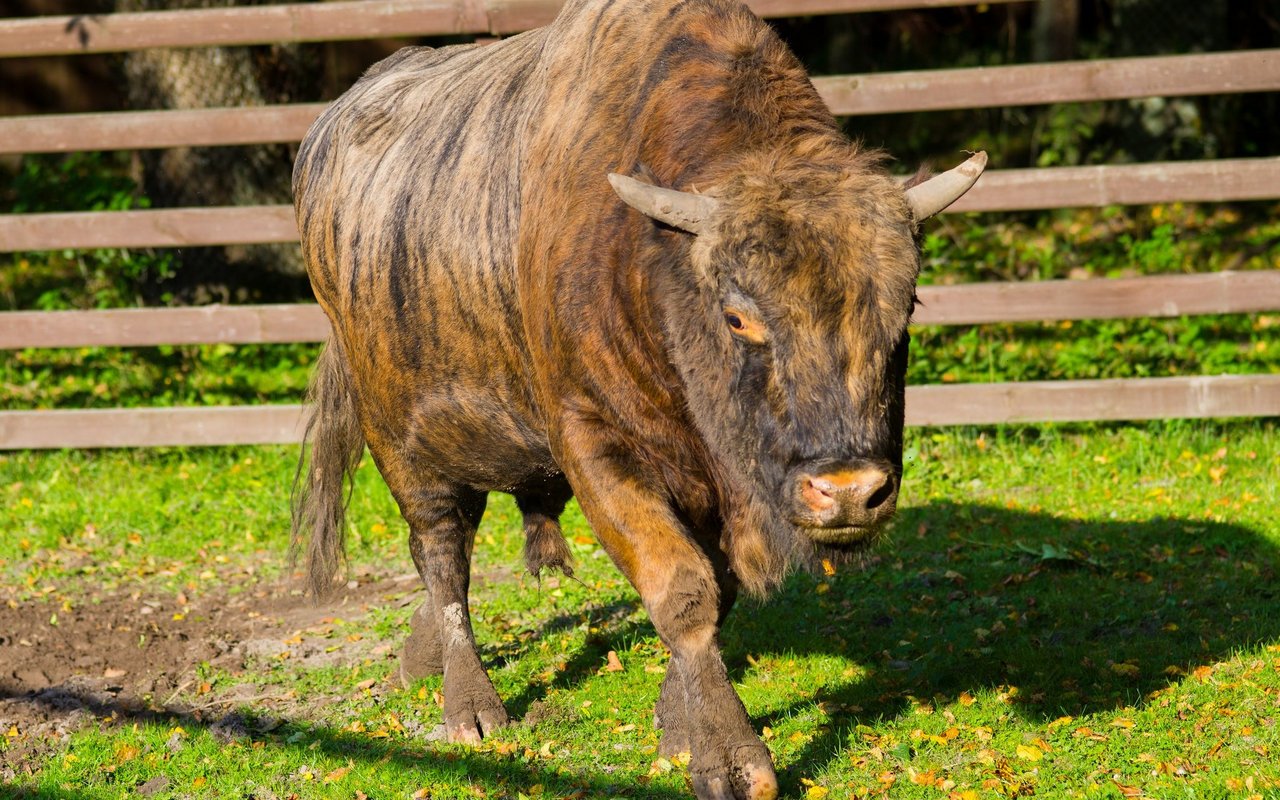 Wenn sich ein kanadischer Bison und eine Hausrinderrasse paaren, entsteht ein Beefalo.