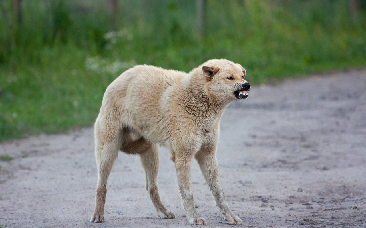 Symbolbild: Infizierte Tiere reagieren bei einer rasenden Wut gereizt. 