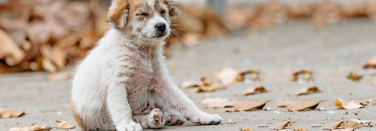 Wenn der Hund oft auf seinem Hinterteil rumrutscht, könnte das ein Indiz für Würmer sein.
