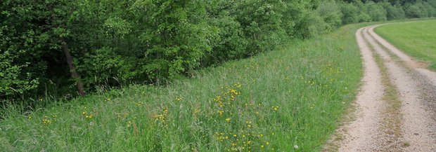 Weg mit Kräutern am Rand