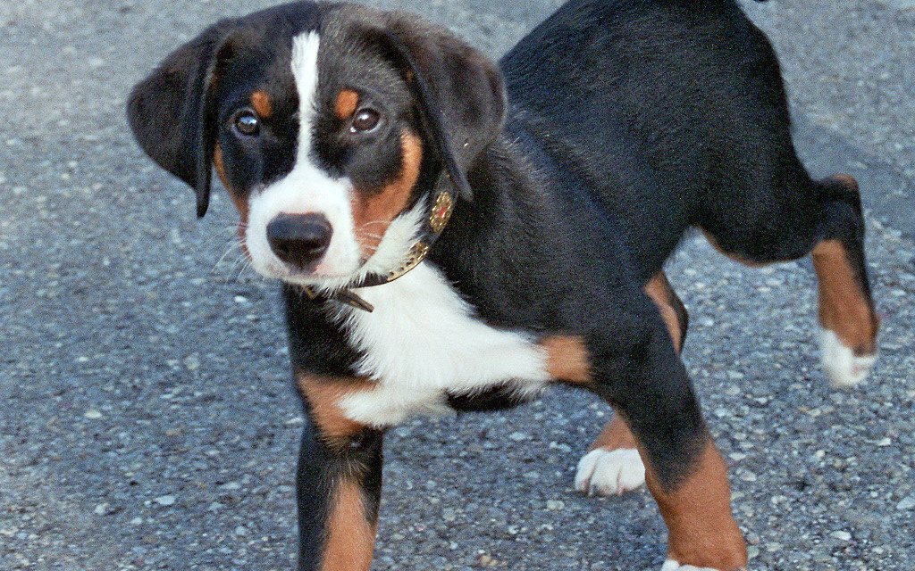 Appenzeller Sennenhunde haben eine gute Auffassungsgabe. 