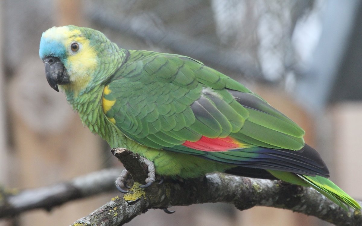 Blaustirnamazonen sind grosse Persönlichkeiten. 