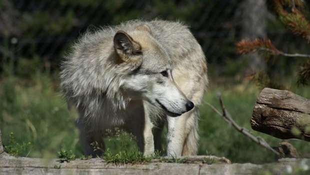 wolf-652899_1920.jpg