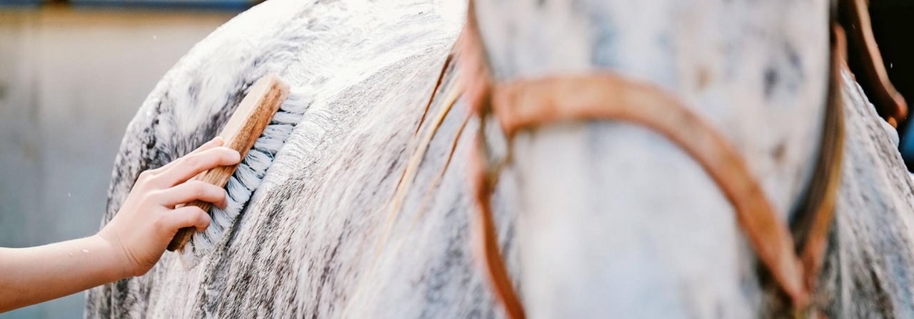 Um Ansteckungen zu verhindern, sollte jedes Pferd sein eigenes und sauberes Putzzeug haben.