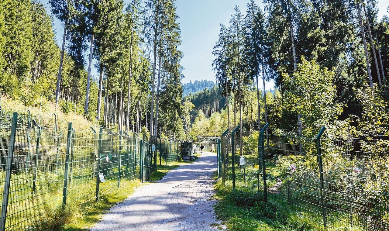 Der Rundweg führt zwischen hohen Bäumen und Sträuchern hindurch.