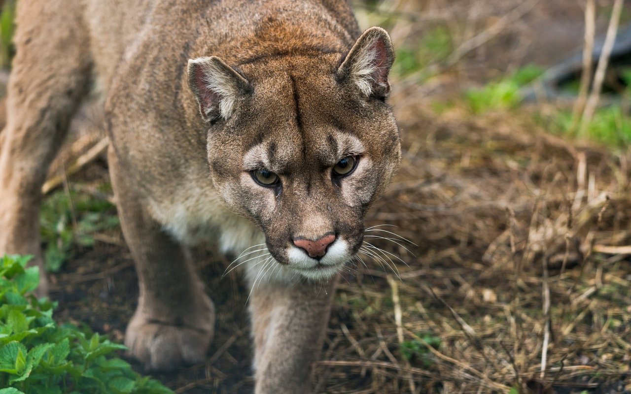 Pumas treffen eher auf Wölfe, wenn diese mit dem Parasit bereits infiziert sind. 