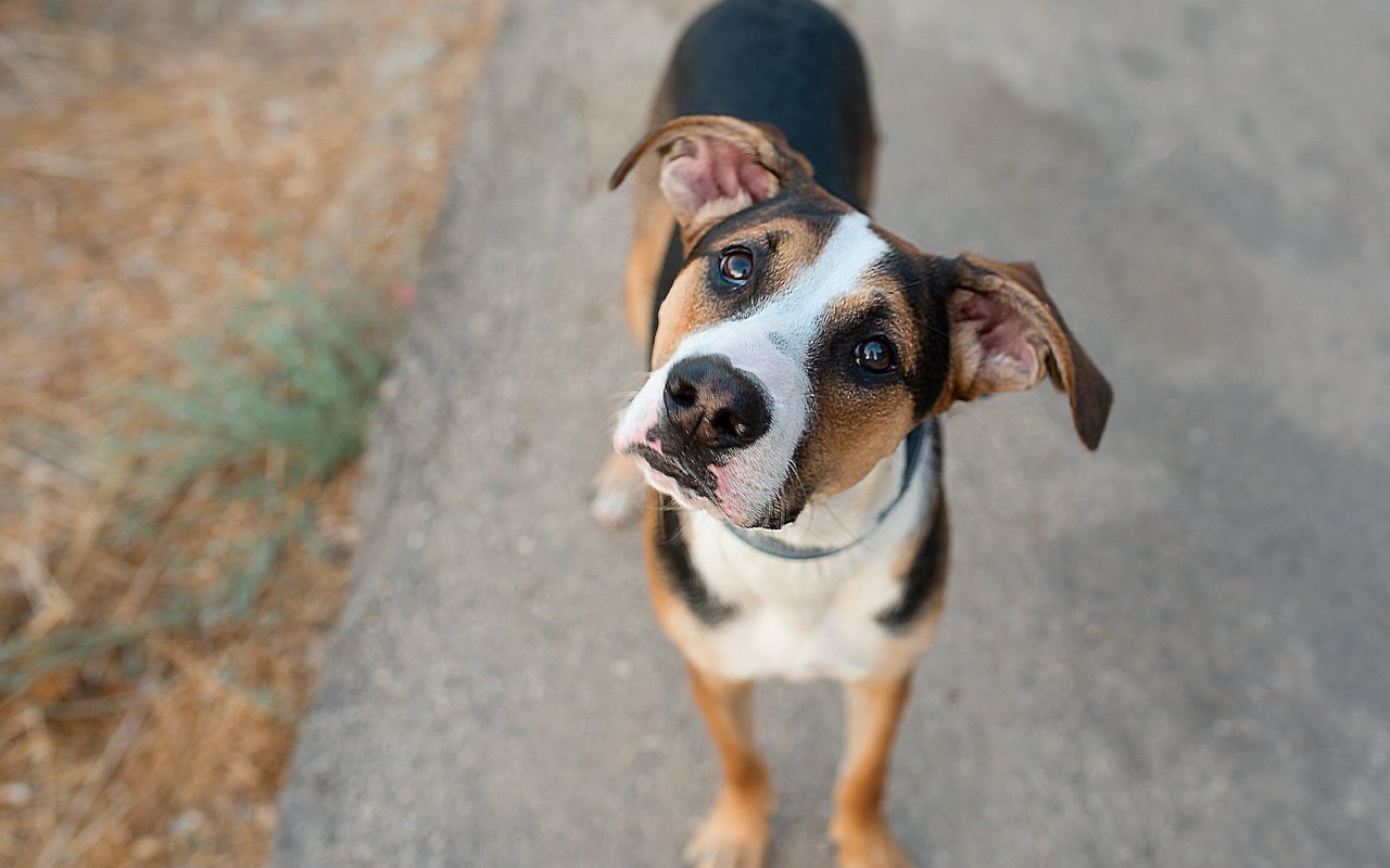 Hört der Hund das Geräusch für Futter, ist er sofort aufmerksam, unliebsamen Lärm aber kann er ausblenden.