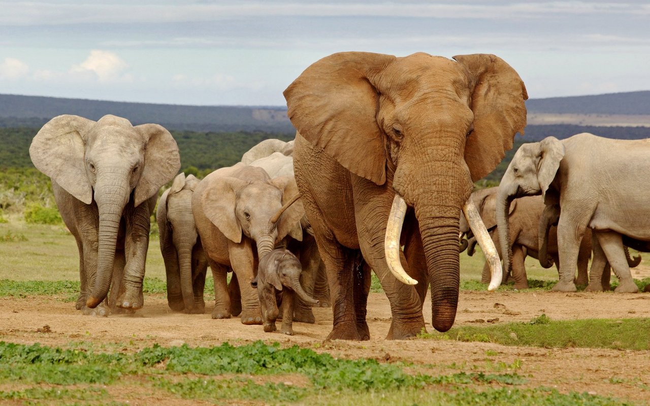 Auch DNA des seltenen Afrikanischen Elefanten wurde auf den Blättern nachgewiesen.