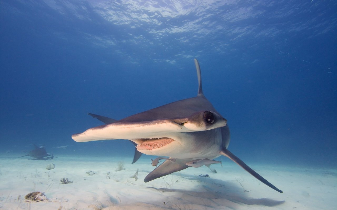 Begegnungen mit Tauchern und Schwimmern sind wegen seiner küstennahen Lebensweise vergleichsweise häufig.