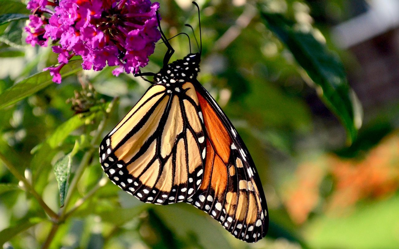 Am besten lassen Sie den Schmetterling im Schutz eines Busches fliegen. So ist er gleich ein wenig geschützt.
