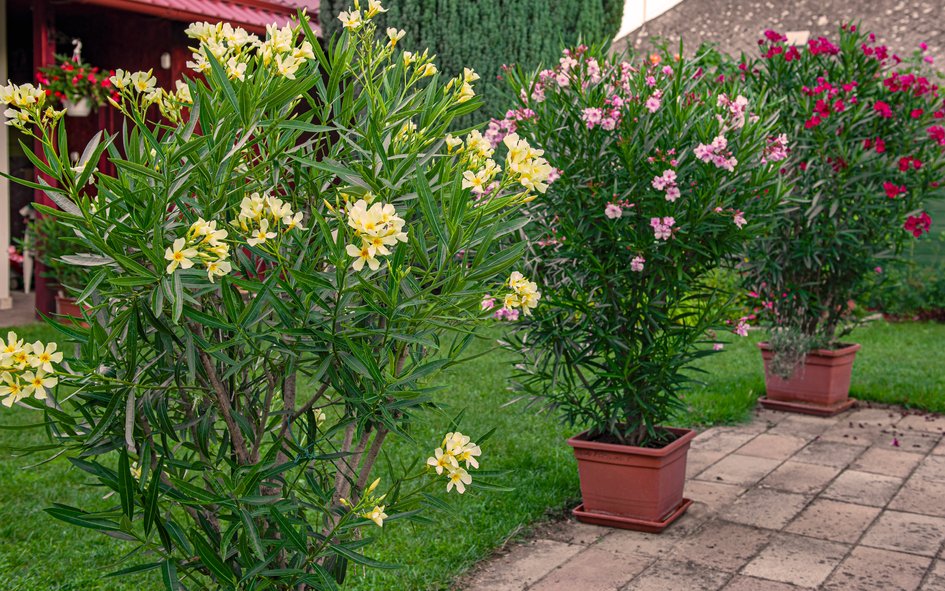 Oleander-Sträucher vertragen sogar wenige Grade unter dem Gefrierpunkt während der Nacht. 