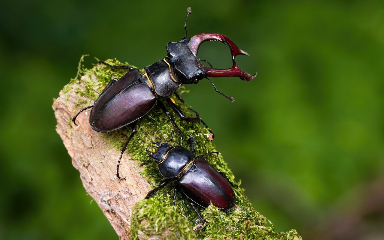 Hirschkäferweibchen sind nur halb so gross, weil die Männchen. Im Gegensatz zu den Männchen haben sie keinen langen Oberkiefer.