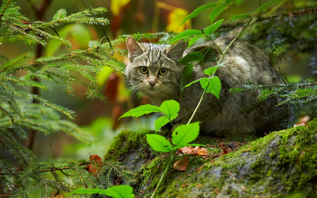 Heute beherbergt der Schweizer Jura grossflächig Wildkatzen.