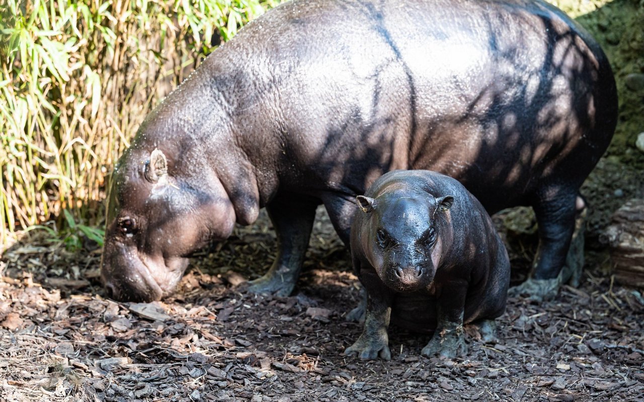 Die scheuen Tiere leben in der Wildnis als Einzelgänger oder in Mutter-Kind-Verbänden.