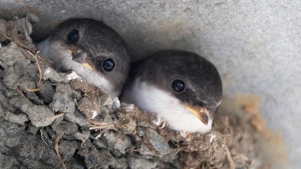 Junge Mehlschwalben gucken aus Nest