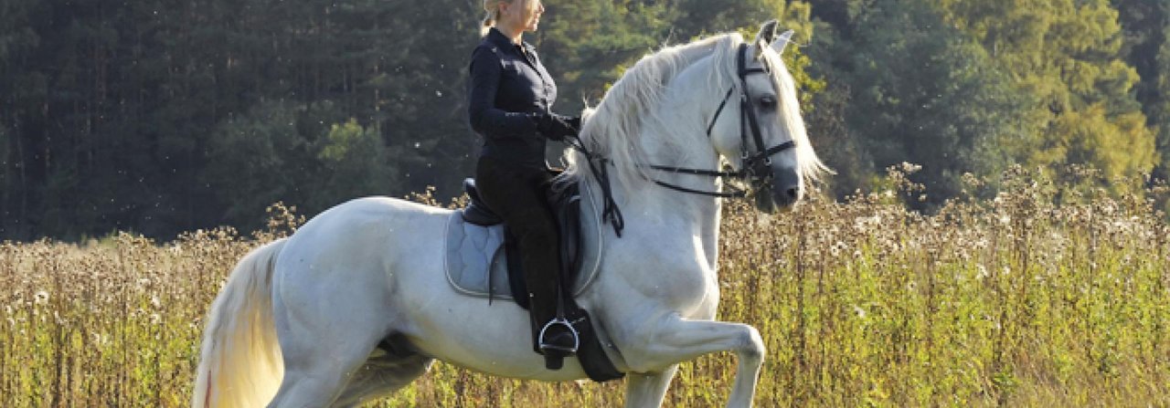 An der frischen Luft lässt sich mit dem Pferd ebenso arbeiten wie in der Halle.