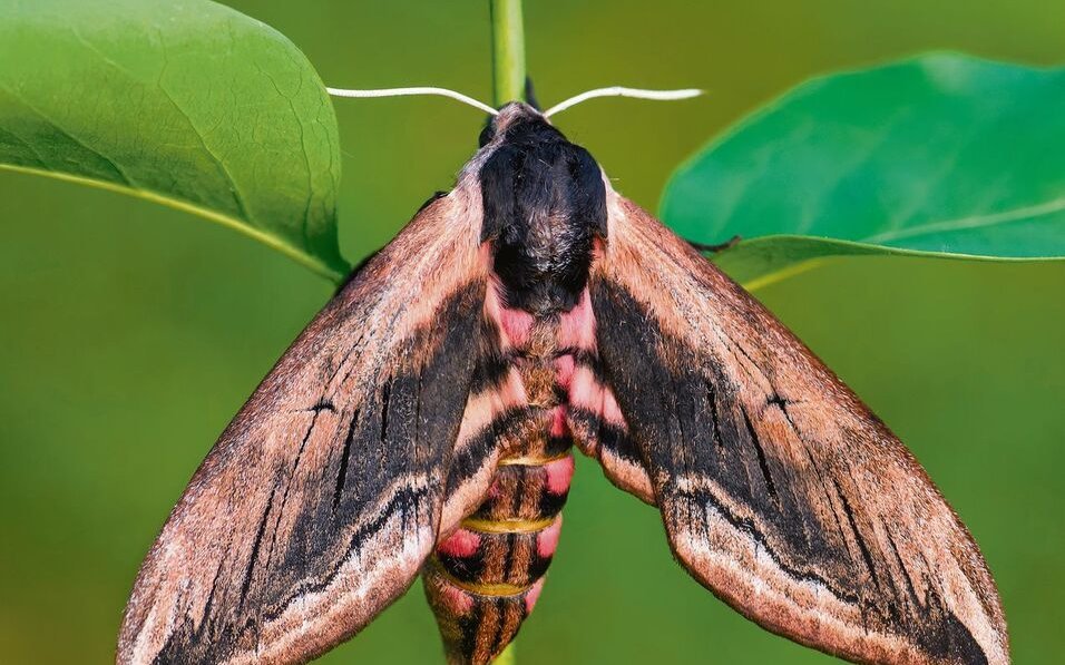 Auch der Ligusterschwärmer gehört zu den Nachtfaltern und besucht nachts Blüten.