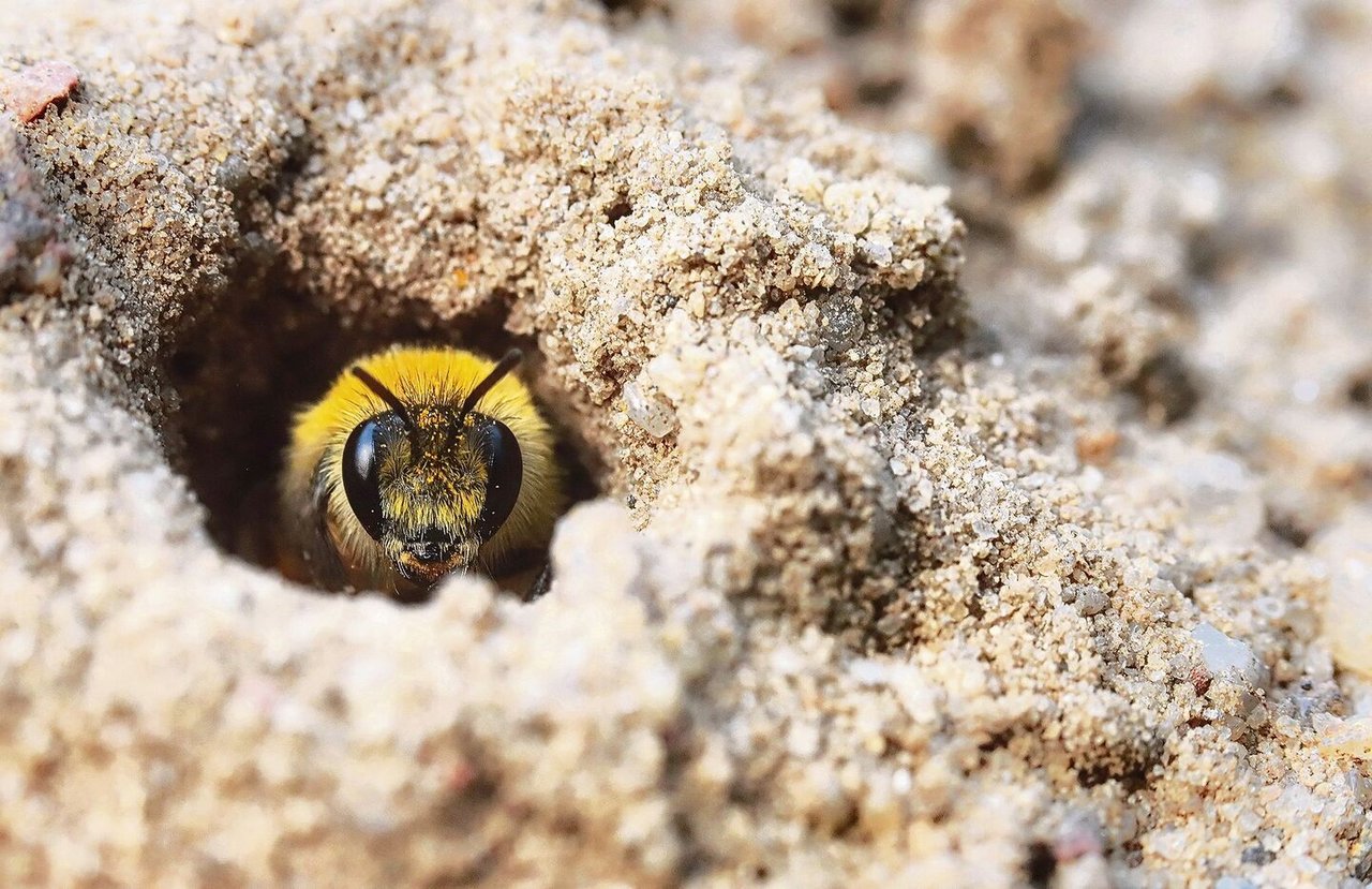 Einige Wildbienen graben ihren Bau in festem Erdboden. 96 verschiedene Arten leben im Naturpark.