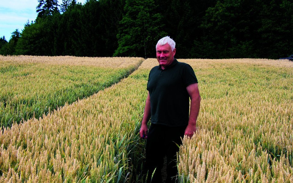 Der Wildschadenschätzer Michael Moser im Weizenfeld.
