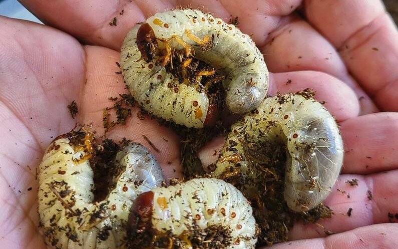 Diese Nashornkäferlarven sind erst ein Jahr alt und werden idealerweise doppelt so gross.