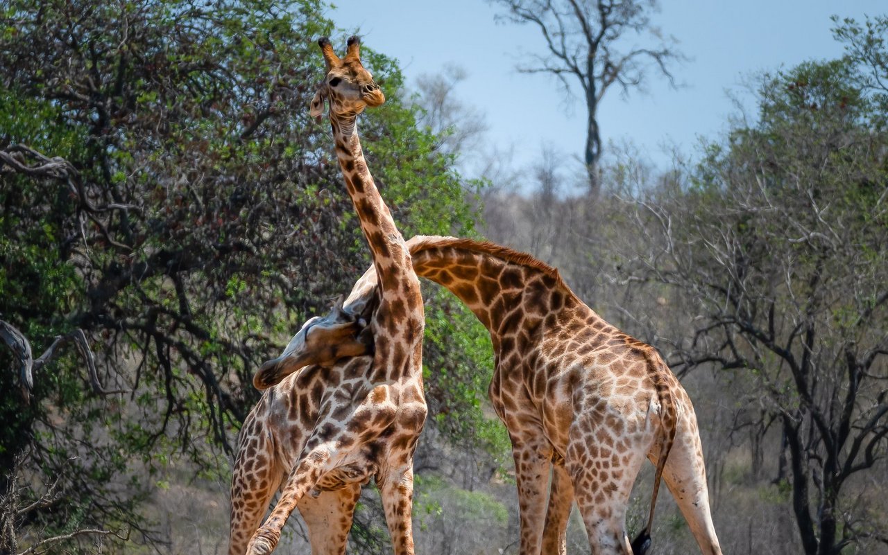 Giraffen-Kämpfe werden mit den Hälsen und Köpfen ausgetragen. 