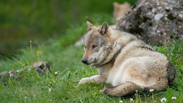 Wolf vor Stein