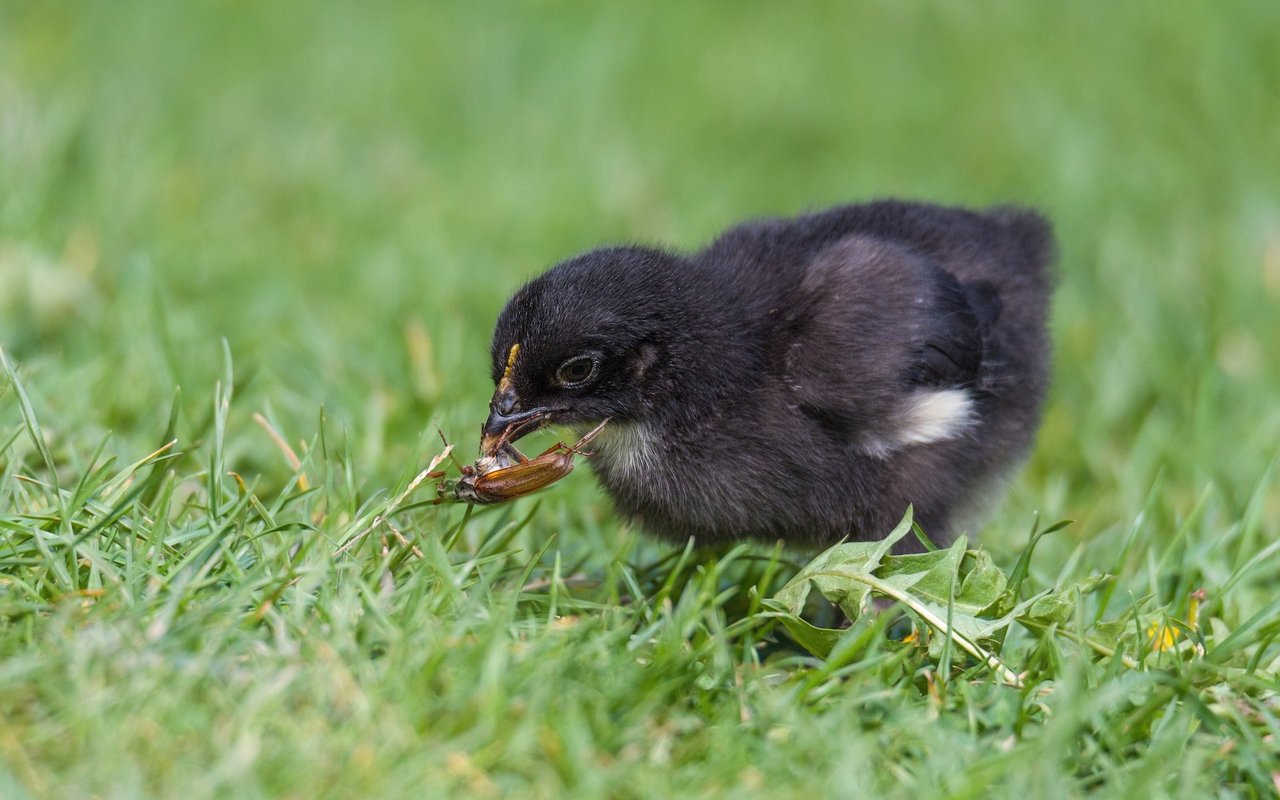 Selbst die Kleinsten sagen nicht nein zu einem tierischen Leckerbissen. 