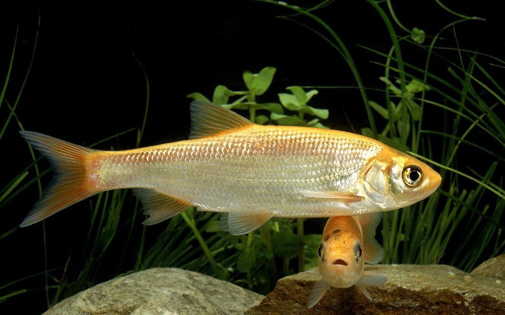 Die Goldorfe ist ein aktiver Schwarmfisch der viel Sauerstoff und grossen Schwimmraum benötigt.