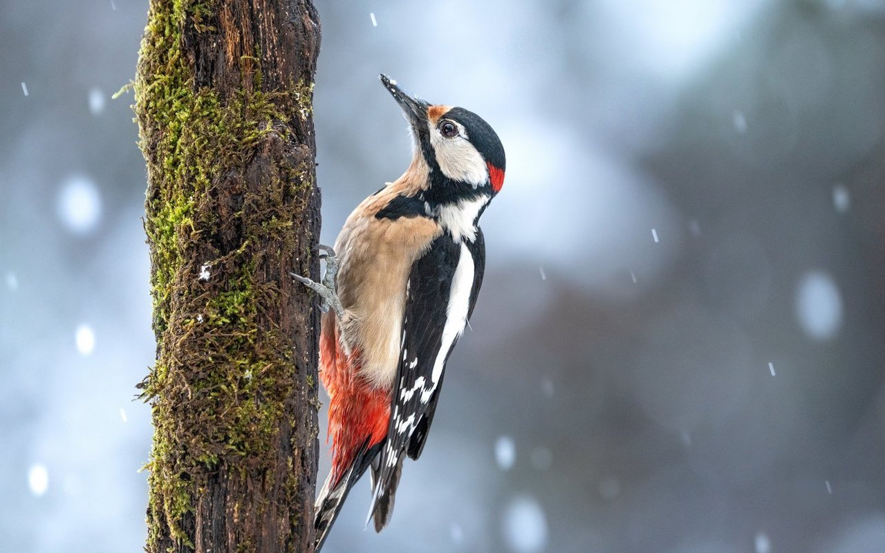 Im Winter sucht der Buntspecht immer öfter Gärten auf.