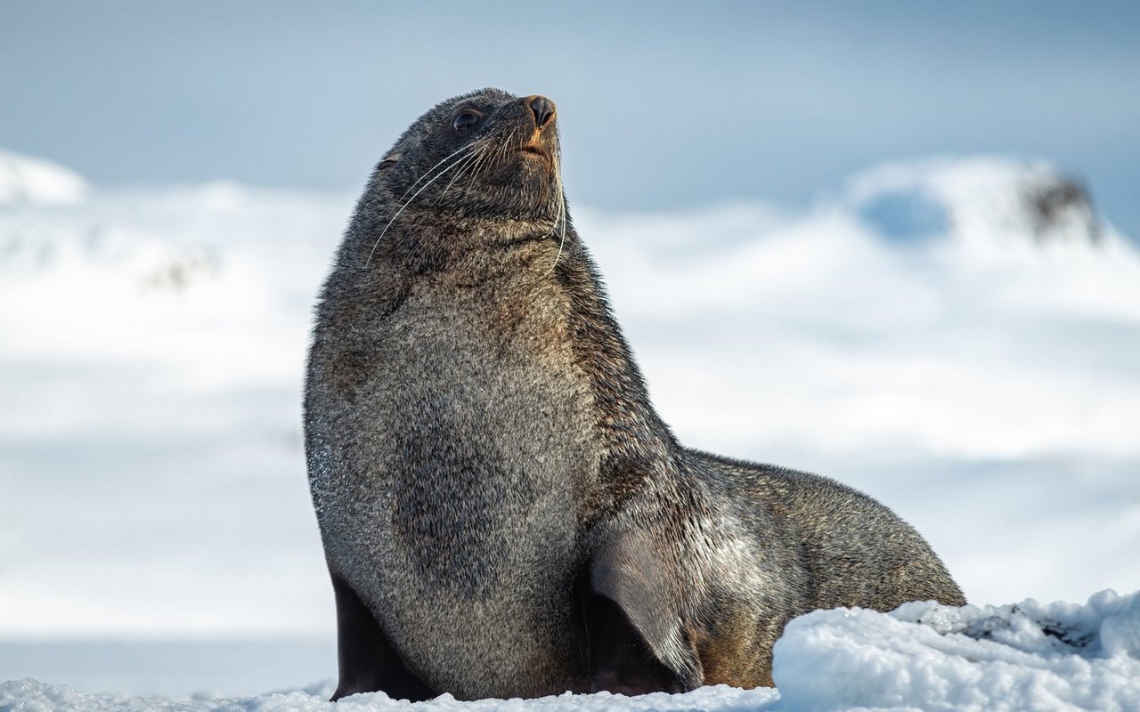 Seit 1999 hat sich die Population des Antarktischen Seebärs laut IUCN mehr als halbiert.