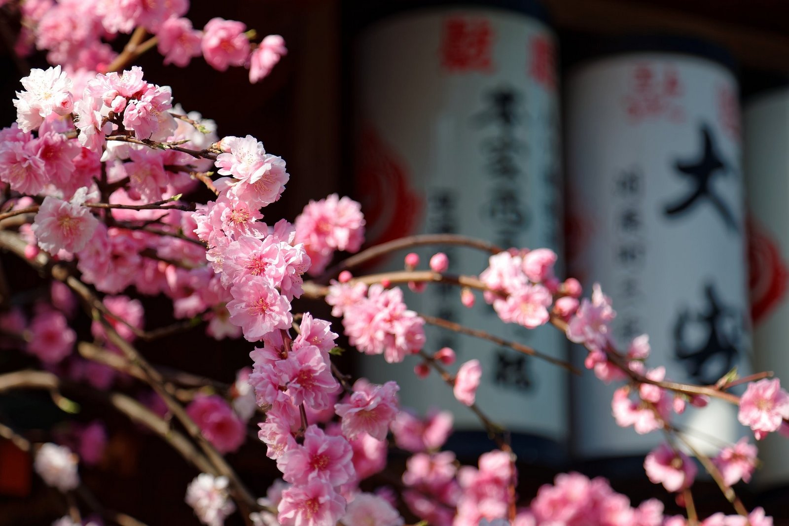 Was hat es mit den japanischen Kirschblüten auf sich? - tierwelt.ch ...