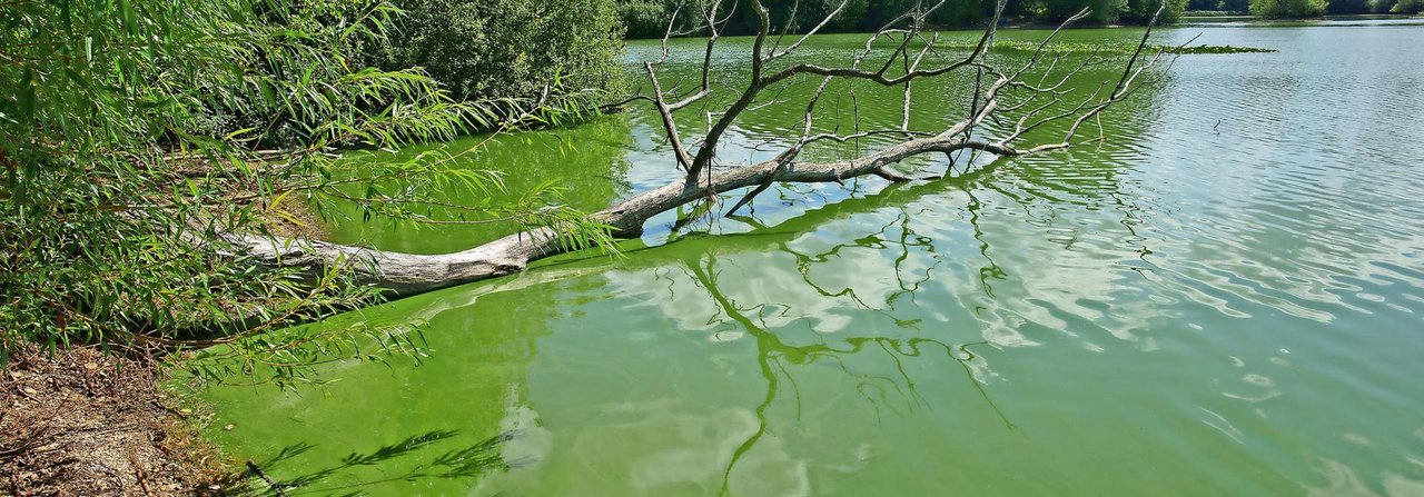 Hat sich auf dem See ein grüner Teppich gebildet, sollte der Hund darin nicht baden.