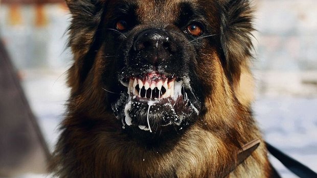 Aggressiver Hund