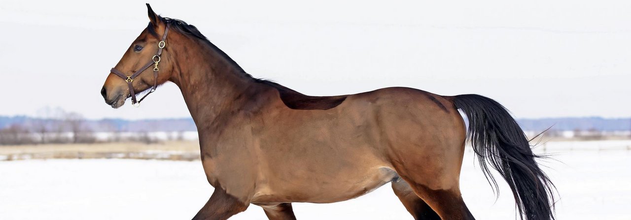 Bei manchen Pferden ist eine Schur des Winterfells nötig, weil sie sonst beim Reiten zu stark schwitzen.