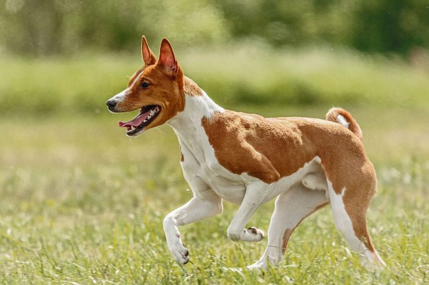 Der Basenji stammt aus Afrika. Das harte Leben im Busch prägte den Charakter des Hundes. 