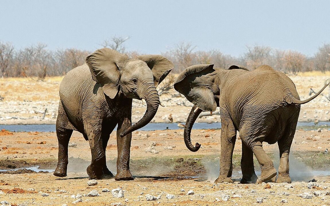 Egal ob Elefant oder Thomson-Gazelle: In der Pubertät kommen die Jungtiere auf dumme Ideen.