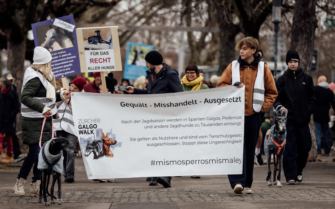 Rund 500 Menschen und ebenso viele Hunde protestierten am diesjährigen Galgo Walk in Zürich.