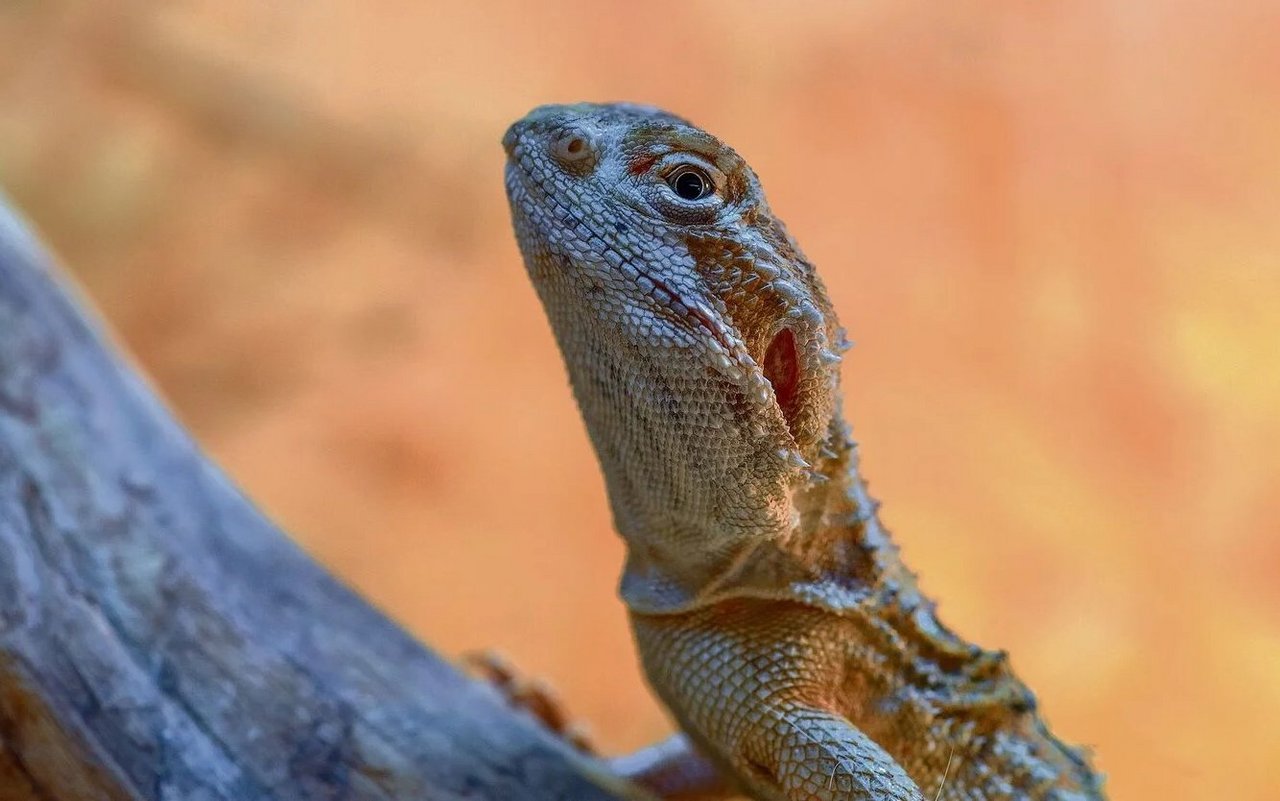 Eines der beliebtesten exotischen Tiere: Die Zwergbartagame.