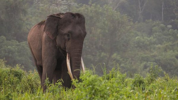 Gajah Sumatera Langka Dipenggal di Indonesia – tierwelt.ch