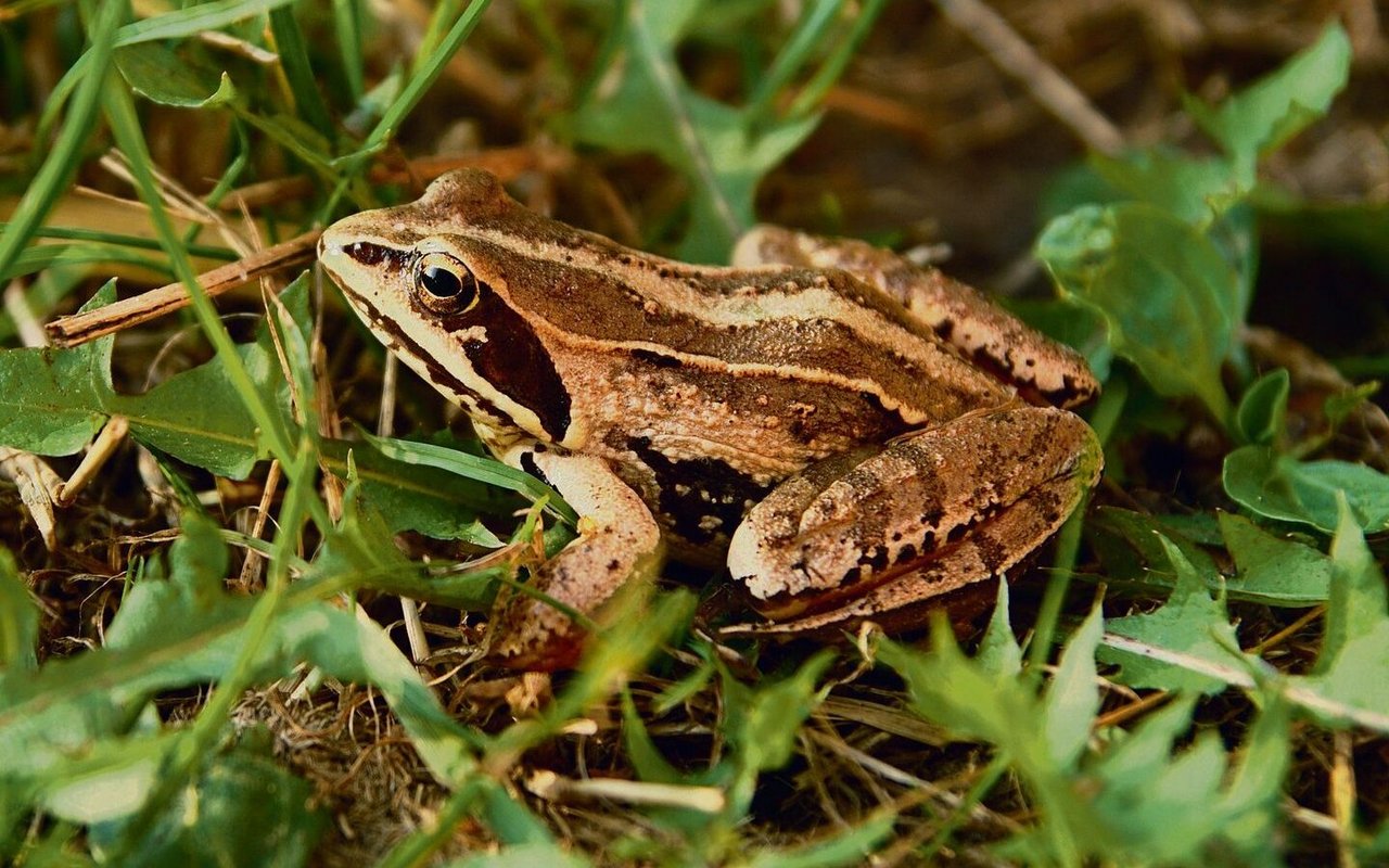 Grasfrosch.