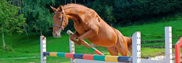 Trakehner-Pferd springt über Hindernis